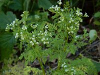 Anthriscus caucalis 12, Fijne kervel, Saxifraga-Ed Stikvoort