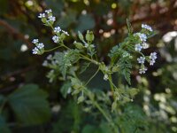 Anthriscus caucalis 13, Fijne kervel, Saxifraga-Ed Stikvoort