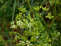Anthriscus caucalis 14, Fijne kervel, Saxifraga-Ed Stikvoort