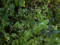 Anthriscus caucalis 15, Fijne kervel, Saxifraga-Ed Stikvoort