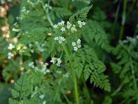 Anthriscus caucalis 16, Fijne kervel, Saxifraga-Ed Stikvoort
