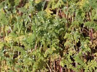 Anthriscus caucalis 17, Fijne kervel, Saxifraga-Peter Meininger