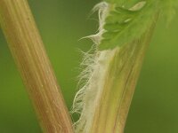 Anthriscus caucalis 2, Fijne kervel, Saxifraga-Rutger Barendse