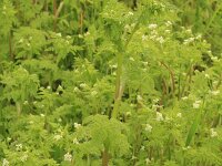 Anthriscus caucalis 3, Fijne kervel, Saxifraga-Rutger Barendse