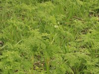 Anthriscus caucalis 4, Fijne kervel, Saxifraga-Rutger Barendse