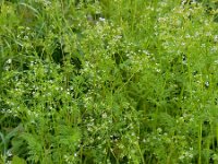 Anthriscus caucalis 5, Fijne kervel, Saxifraga-Ed Stikvoort