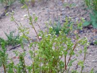 Anthriscus caucalis 6, Fijne kervel, Saxifraga-Ed Stikvoort
