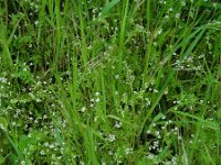 Anthriscus caucalis 7, Fijne kervel, Saxifraga-Ed Stikvoort