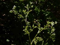 Anthriscus caucalis 8, Fijne kervel, Saxifraga-Ed Stikvoort