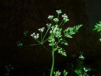 Anthriscus caucalis 9, Fijne kervel, Saxifraga-Ed Stikvoort