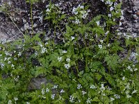 Anthriscus cerefolium 7, Echte kervel, Saxifraga-Ed Stikvoort : Dilijan - Vanadzor - Margahovit - Haghpat s9900
