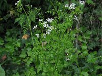 Anthriscus cerefolium 9, Echte kervel, Saxifraga-Rutger Barendse