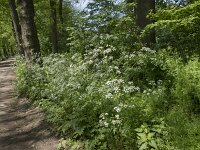 Anthriscus sylvestris 58, Fluitenkruid, Saxifraga-Willem van Kruijsbergen