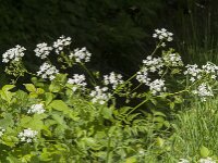 Anthriscus sylvestris 62, Fuitenkruid, Saxifraga-Jan van der Straaten