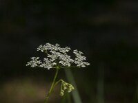 Anthriscus sylvestris 63, Fuitenkruid, Saxifraga-Jan van der Straaten
