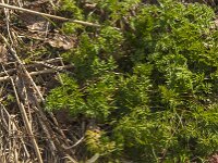 Anthriscus sylvestris 65, Fuitenkruid, Saxifraga-Jan van der Straaten