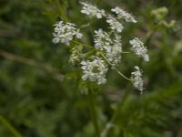 Anthriscus sylvestris 71, Fuitenkruid, Saxifraga-Jan van der Straaten