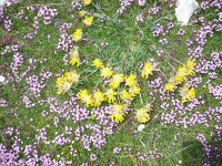 Anthyllis alpestris 2, Saxifraga-Jasenka Topic