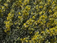 Anthyllis cytisoides 10, Saxifraga-Willem van Kruijsbergen