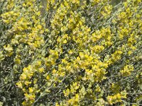 Anthyllis cytisoides 11, Saxifraga-Jan van der Straaten