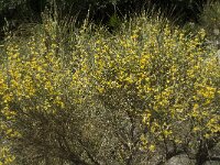 Anthyllis cytisoides 12, Saxifraga-Jan van der Straaten