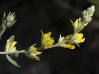 Anthyllis cytisoides 13, Saxifraga-Willem van Kruijsbergen