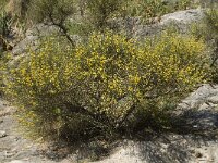 Anthyllis cytisoides 14, Saxifraga-Jan van der Straaten