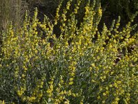 Anthyllis cytisoides 15, Saxifraga-Willem van Kruijsbergen