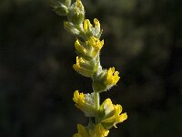 Anthyllis cytisoides 16, Saxifraga-Jan van der Straaten