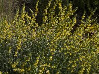Anthyllis cytisoides 18, Saxifraga-Willem van Kruijsbergen