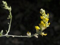 Anthyllis cytisoides 19, Saxifraga-Jan van der Straaten