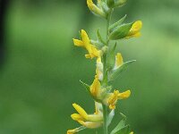 Anthyllis cytisoides 2, Saxifraga-Jan van der Straaten