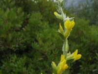 Anthyllis cytisoides 20, Saxifraga-Rutger Barendse