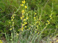 Anthyllis cytisoides 21, Saxifraga-Rutger Barendse