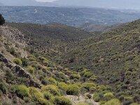 Anthyllis cytisoides 3, Saxifraga-Piet Zomerdijk