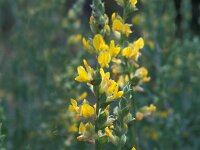 Anthyllis cytisoides 4, Saxifraga-Jan van der Straaten
