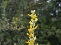 Anthyllis cytisoides 5, Saxifraga-Jeroen Willemsen