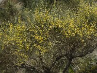 Anthyllis cytisoides 6, Saxifraga-Willem van Kruijsbergen