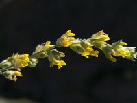 Anthyllis cytisoides 8, Saxifraga-Jan van der Straaten