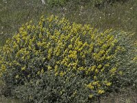 Anthyllis cytisoides 9, Saxifraga-Willem van Kruijsbergen