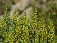 Anthyllis genistoides 2, Saxifraga-Dirk Hilbers