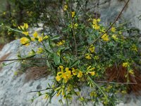 Anthyllis hermanniae 2, Saxifraga-Ed Stikvoort : Agia Marina s9900