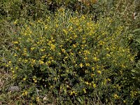 Anthyllis hermanniae 4, Saxifraga-Ed Stikvoort : Agia Marina