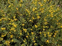 Anthyllis hermanniae 6, Saxifraga-Ed Stikvoort : Agia Marina