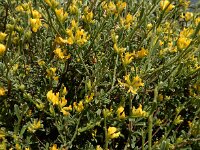 Anthyllis hermanniae 7, Saxifraga-Ed Stikvoort : Agia Marina