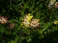 Anthyllis jacquini 2, Saxifraga-Jasenka Topic