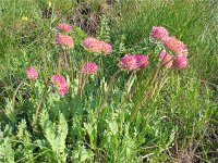 Anthyllis jacquini 3, Saxifraga-Jasenka Topic
