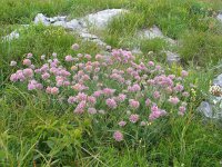 Anthyllis jacquini 4, Saxifraga-Jasenka Topic