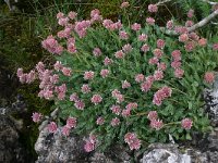 Anthyllis montana 1, Saxifraga-Dirk Hilbers