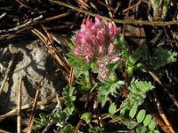 Anthyllis montana 11, Saxifraga-Rutger Barendse